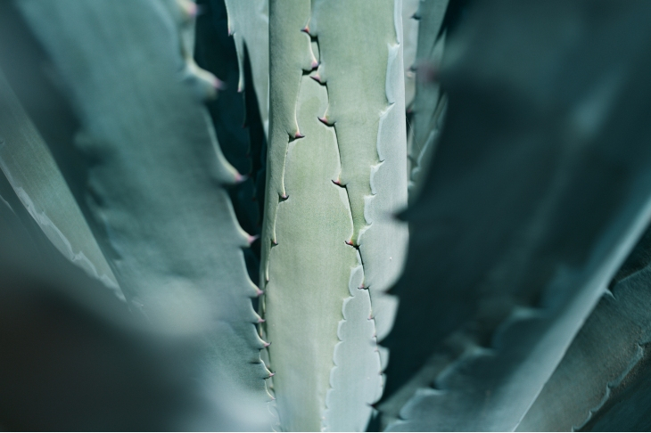 PARMIGIANI FLEURIER - TONDA - PFC914-1020023-100182 - 以自然色譜,描繪時間詩意|PARMIGIANI FLEURIER Tonda PF Micro-Rotor龍舌蘭藍面新款